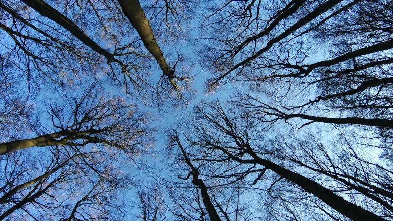 紀錄片the hidden life of trees 評價 關於我們的根和生命的循環紀錄片 02