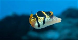 評價Puff Wonders of the Reef《河豚視角：驚艷珊瑚礁/雞泡魚視角：珊瑚礁奇觀》：具有教育意義，絕對值得一看-Netflix自然紀錄片