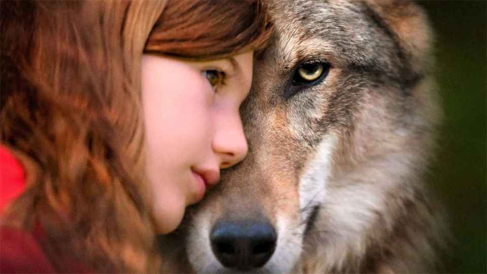 影評《薇琪的秘密/我的神秘狼朋友》狼與女孩的溫情故事，觸動每一個人的心弦
