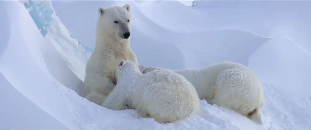 迪士尼自然紀錄片《北極熊Polar Bear》評價：視覺震撼，鼓舞人心有點催人淚下
